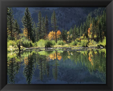 Framed Autumn Colors Of Aspen Trees Reflecting In A Beaver Pond Print