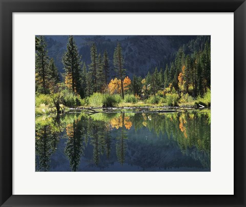 Framed Autumn Colors Of Aspen Trees Reflecting In A Beaver Pond Print