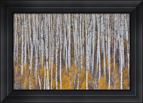 Framed Golden Aspens Print