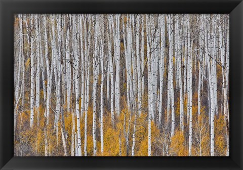 Framed Golden Aspens Print