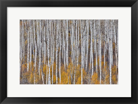 Framed Golden Aspens Print