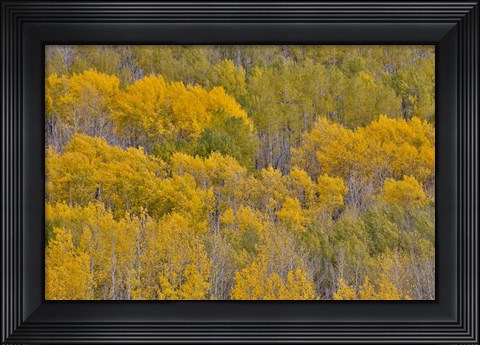 Framed Fall Aspens Print