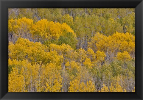 Framed Fall Aspens Print