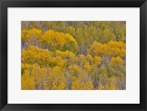 Framed Fall Aspens Print