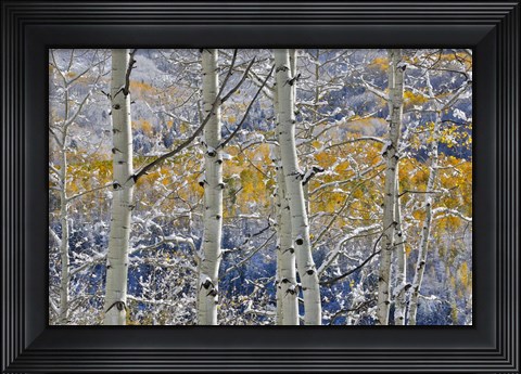 Framed Rocky Mountains Aspen Grove Autumn Snows, Keebler Pass, Colorado Print