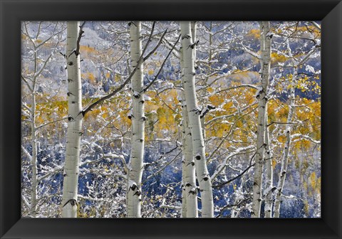 Framed Rocky Mountains Aspen Grove Autumn Snows, Keebler Pass, Colorado Print