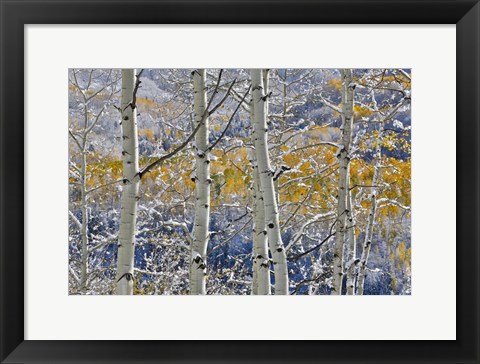 Framed Rocky Mountains Aspen Grove Autumn Snows, Keebler Pass, Colorado Print