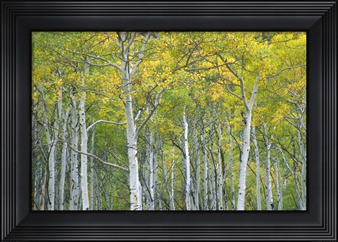 Framed Autumn Aspens In Mcclure Pass In Colorado Print