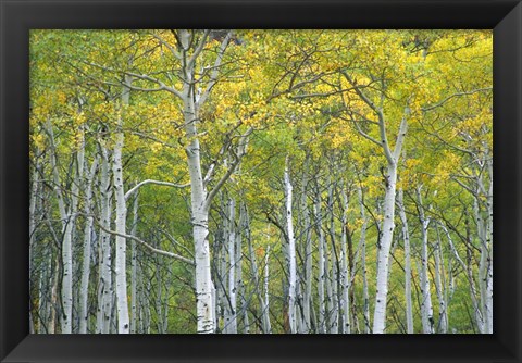 Framed Autumn Aspens In Mcclure Pass In Colorado Print