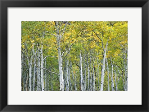 Framed Autumn Aspens In Mcclure Pass In Colorado Print