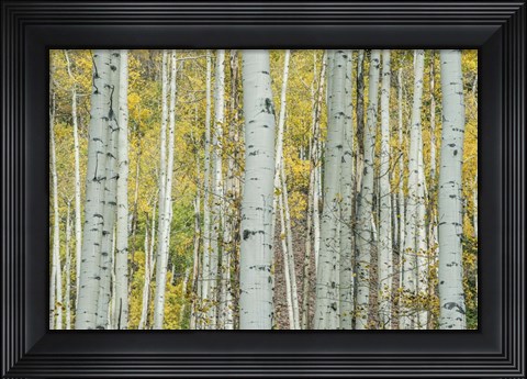 Framed Aspen Trunks Near Castle Creek Print