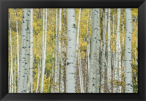 Framed Aspen Trunks Near Castle Creek Print