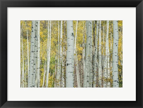 Framed Aspen Trunks Near Castle Creek Print