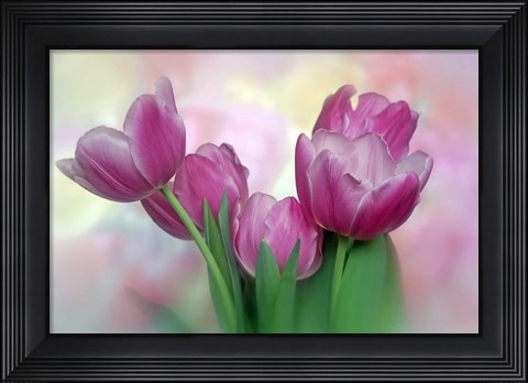 Framed Pastel Pink Blooming Tulips Print