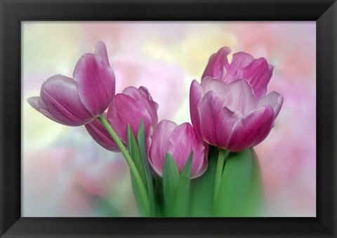 Framed Pastel Pink Blooming Tulips Print