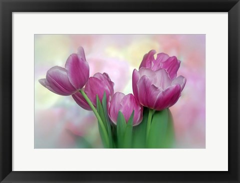 Framed Pastel Pink Blooming Tulips Print