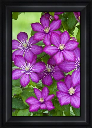 Framed Ville De Lyon Clematis Print