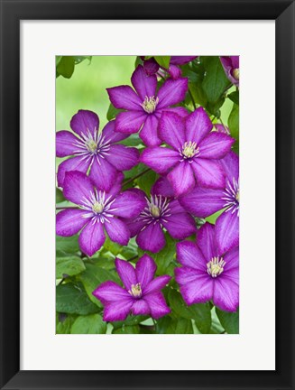 Framed Ville De Lyon Clematis Print