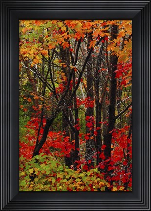 Framed Autumn Foliage At Acadia National Park, Maine Print
