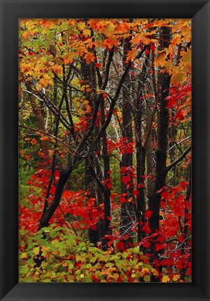 Framed Autumn Foliage At Acadia National Park, Maine Print