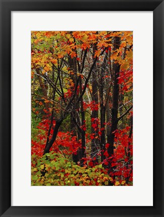 Framed Autumn Foliage At Acadia National Park, Maine Print