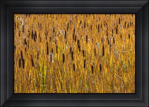 Framed Cattails In Field Print