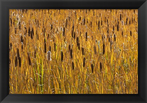 Framed Cattails In Field Print