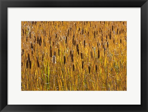 Framed Cattails In Field Print