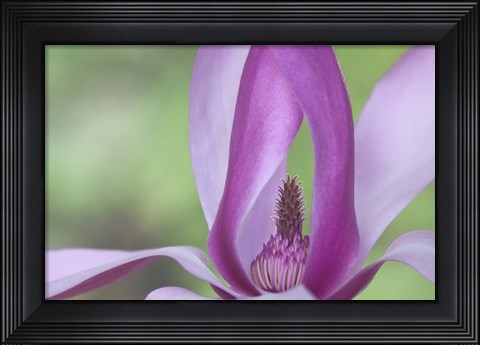 Framed Close-Up Of Magnolia Blossom Print