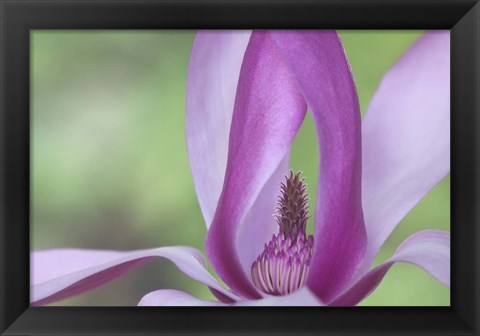 Framed Close-Up Of Magnolia Blossom Print
