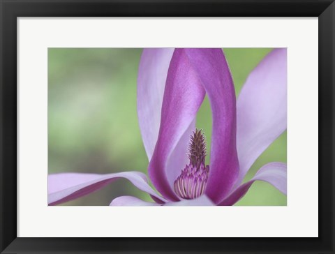 Framed Close-Up Of Magnolia Blossom Print