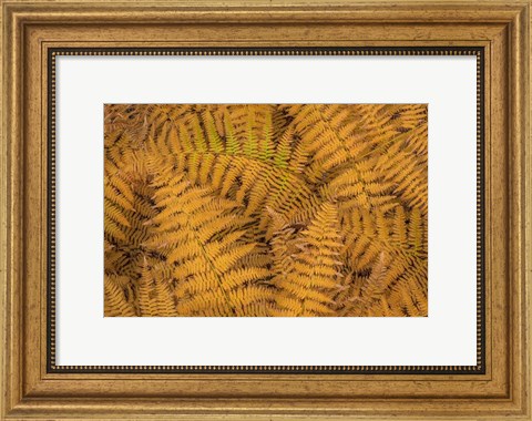 Framed Bracken Ferns In Autumn Print