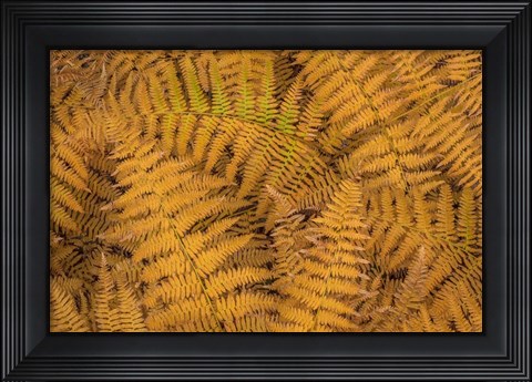 Framed Bracken Ferns In Autumn Print
