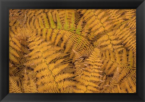 Framed Bracken Ferns In Autumn Print
