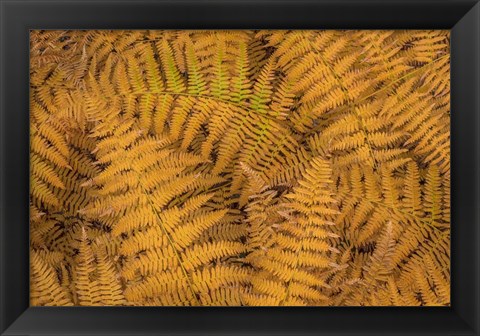 Framed Bracken Ferns In Autumn Print