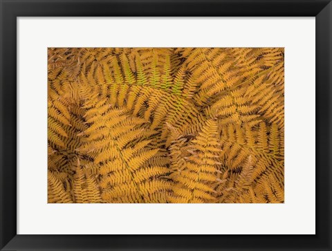 Framed Bracken Ferns In Autumn Print