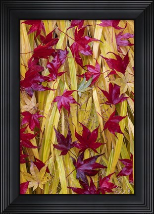 Framed Japanese Maple Leaves Fallen On Japanese Forest Grass Print