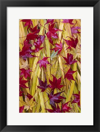 Framed Japanese Maple Leaves Fallen On Japanese Forest Grass Print