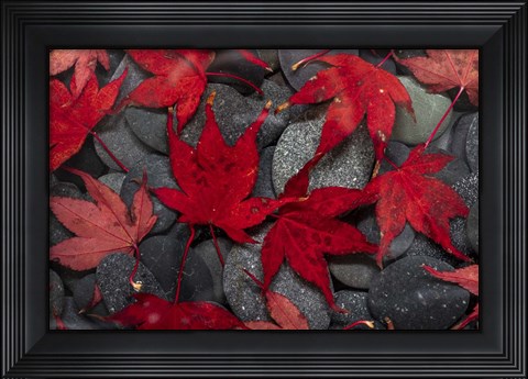 Framed Japanese Maple Leaves On River Rocks Print