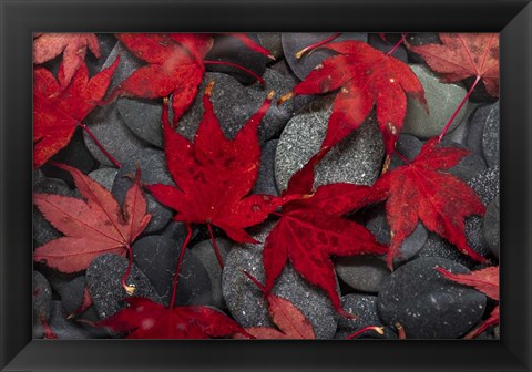 Framed Japanese Maple Leaves On River Rocks Print