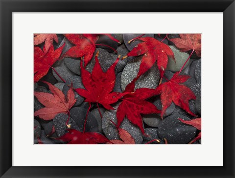 Framed Japanese Maple Leaves On River Rocks Print