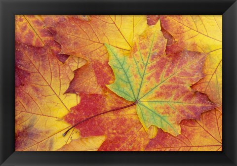 Framed Maple Leaf Pattern Print