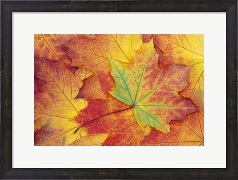 Framed Maple Leaf Pattern Print