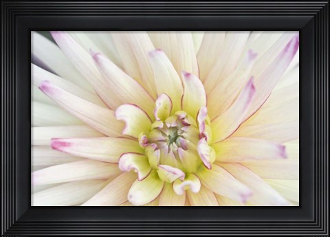 Framed Dahlia Close-Up Print
