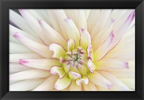 Framed Dahlia Close-Up Print