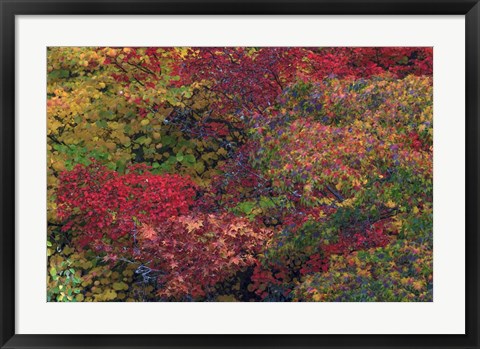 Framed Fall Colors Seattle Arboretum Washington Print