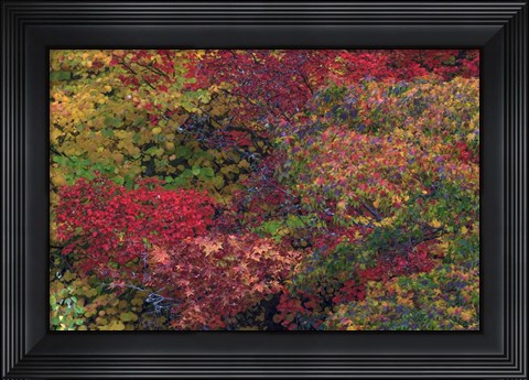 Framed Fall Colors Seattle Arboretum Washington Print