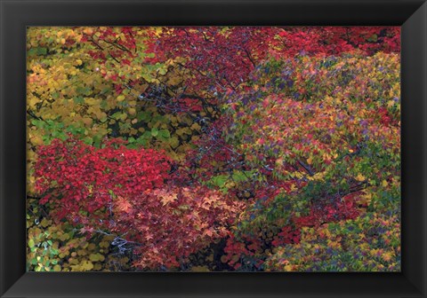 Framed Fall Colors Seattle Arboretum Washington Print