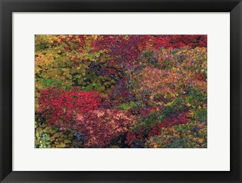 Framed Fall Colors Seattle Arboretum Washington Print