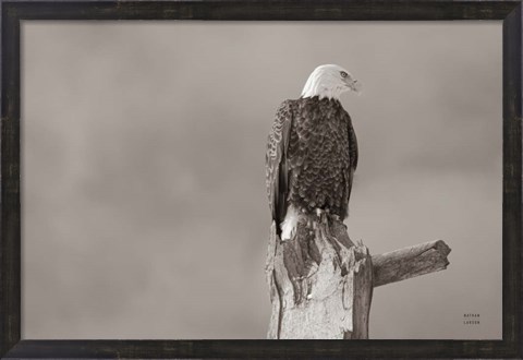 Framed Eagle Perch Print